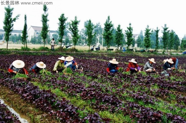 紫蘇種子發(fā)芽出苗圖片