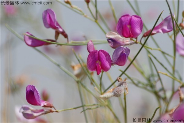 花棒開(kāi)花圖片