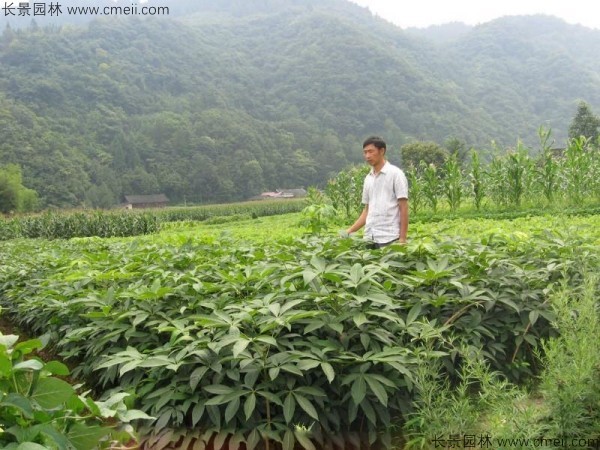 七葉樹種子發(fā)芽出苗圖片