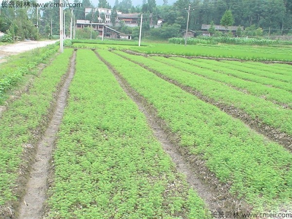 池杉種子發(fā)芽出苗圖片