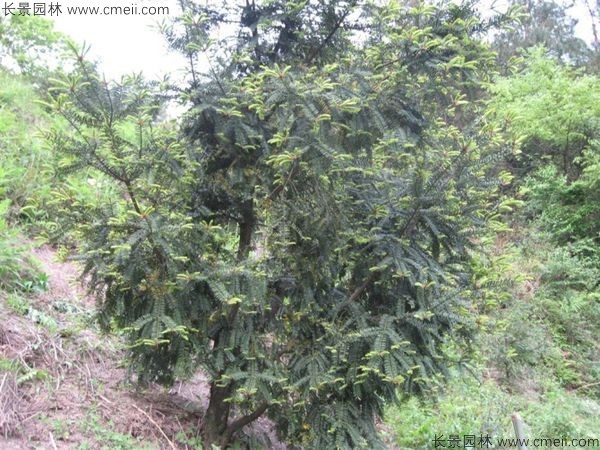 香榧種子發(fā)芽出苗圖片