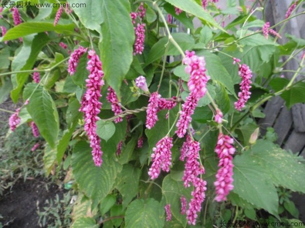 水紅花種子發(fā)芽出苗開花圖片