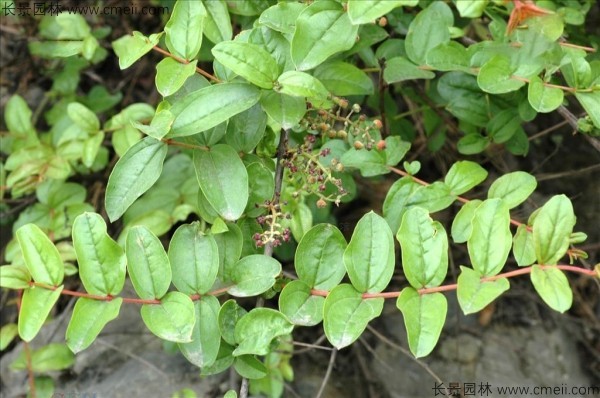 馬桑種子發(fā)芽出苗圖片