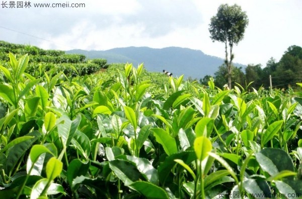 茶樹(shù)種子發(fā)芽出苗圖片