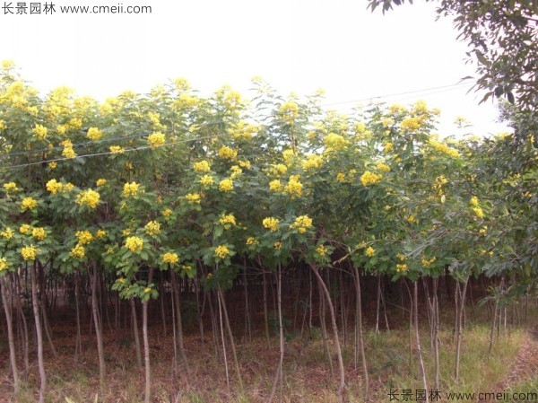 黃花槐種子發(fā)芽出苗開(kāi)花圖片