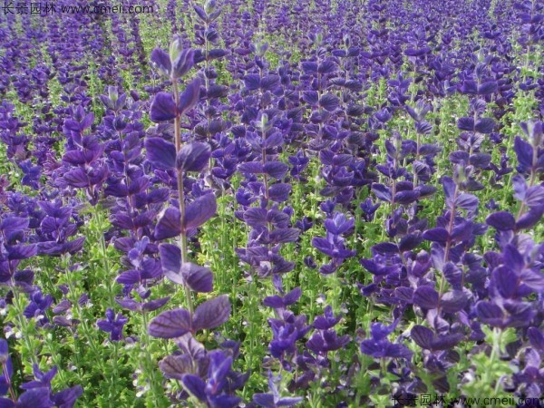 鼠尾草種子發(fā)芽出苗開(kāi)花圖片