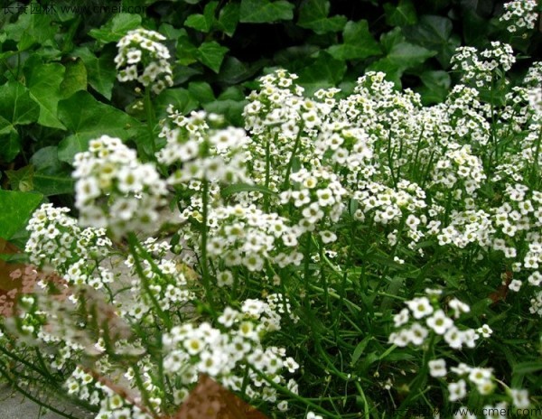 香雪球種子發(fā)芽出苗開(kāi)花圖片