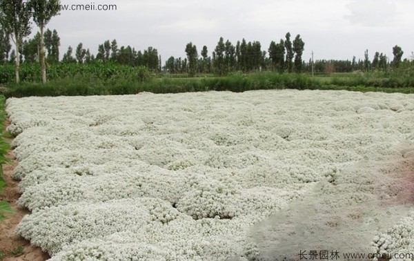 香雪球種子發(fā)芽出苗開(kāi)花圖片