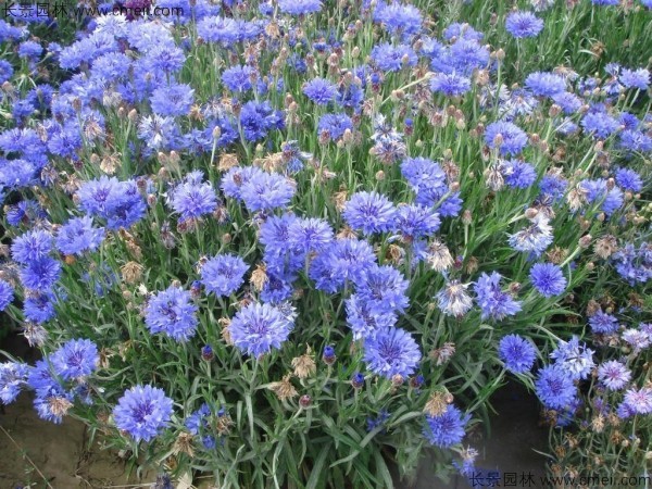 矢車菊種子發(fā)芽出苗開花圖片