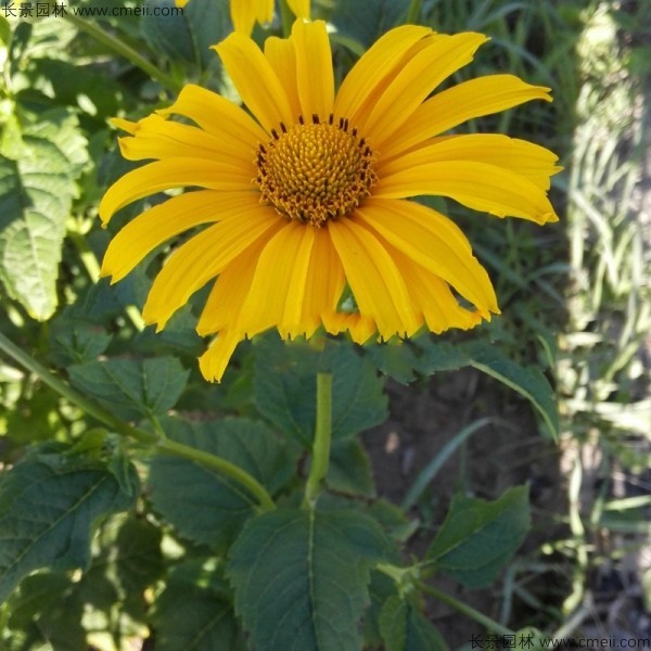 日光菊種子發(fā)芽出苗開(kāi)花圖片