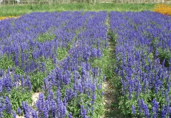 藍(lán)花鼠尾草種子發(fā)芽出苗開花圖片