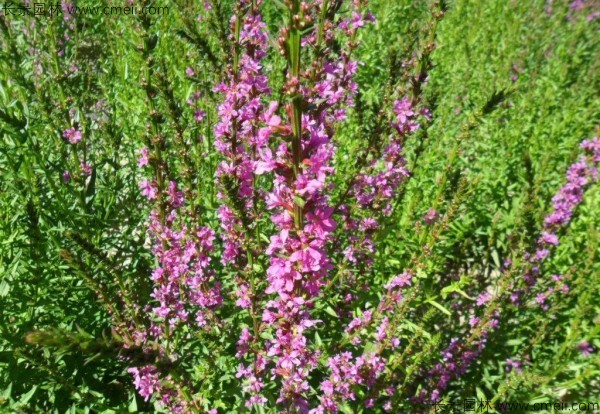 千屈菜種子發(fā)芽出苗開(kāi)花圖片