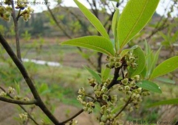 蓽澄茄種子發(fā)芽出苗圖片