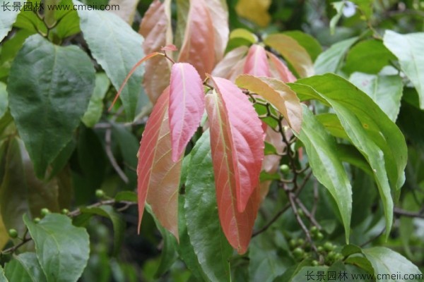 大風子種子發(fā)芽出苗圖片