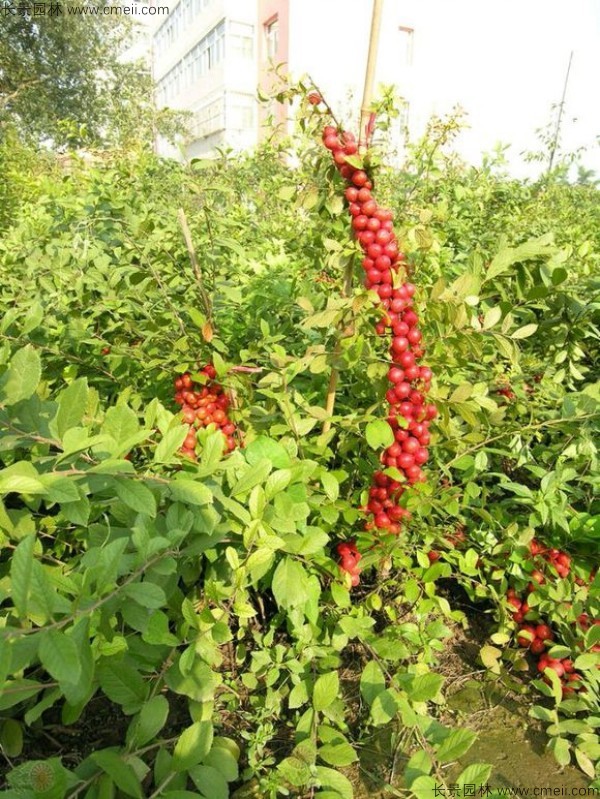 歐李種子發(fā)芽出苗開花結果圖片