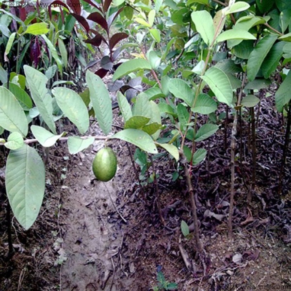 潘石榴種子發(fā)芽出苗圖片