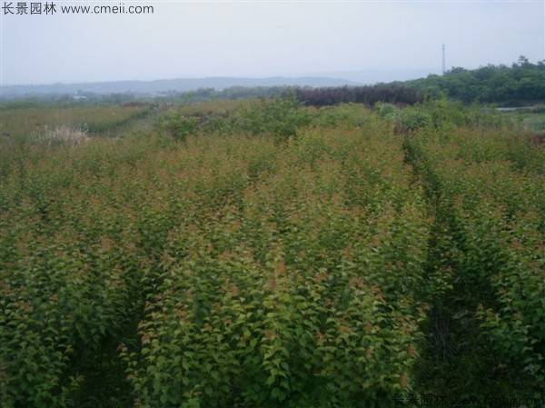 山梅花種子發(fā)芽出苗圖片