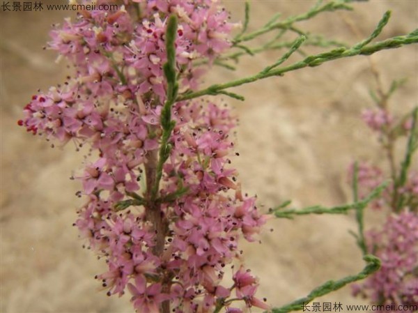 刺柳種子發(fā)芽出苗圖片