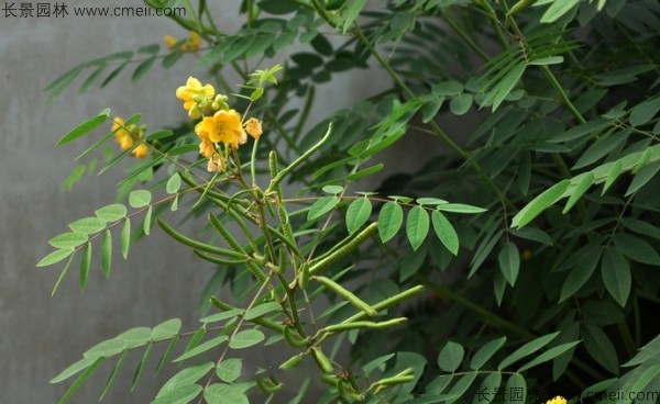 望江南種子發(fā)芽出苗圖片