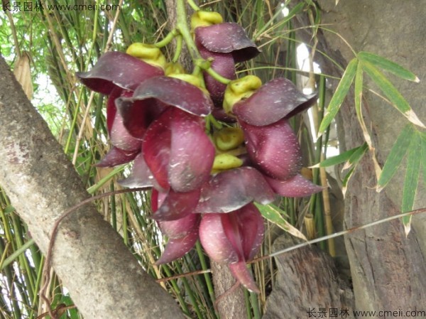 雞血藤種子發(fā)芽出苗開(kāi)花圖片