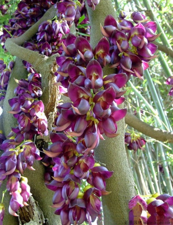 雞血藤種子發(fā)芽出苗開(kāi)花圖片