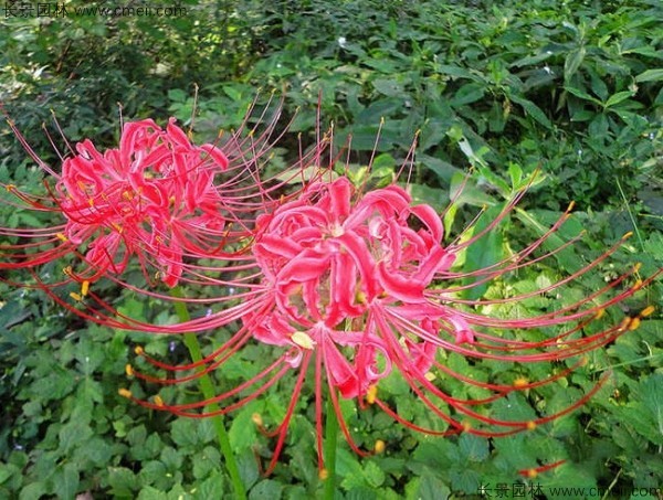 石蒜種子發(fā)芽出苗開(kāi)花圖片