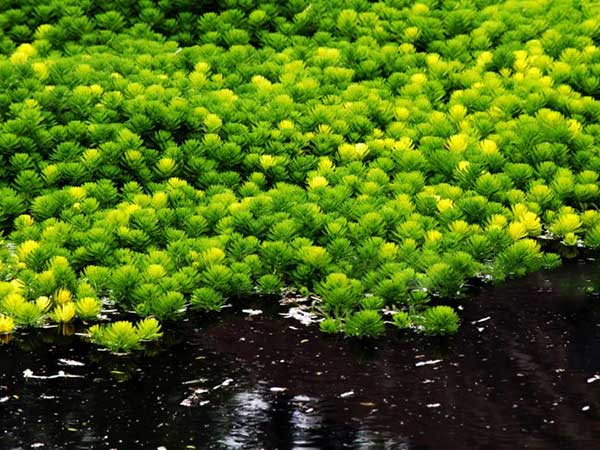 金魚(yú)藻種子發(fā)芽出苗圖片