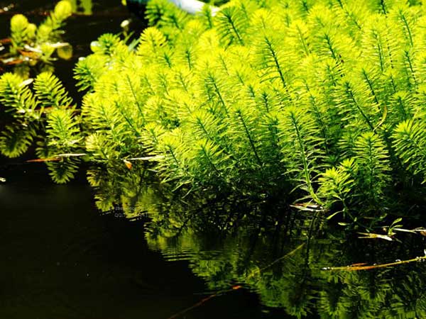 金魚(yú)藻種子發(fā)芽出苗圖片