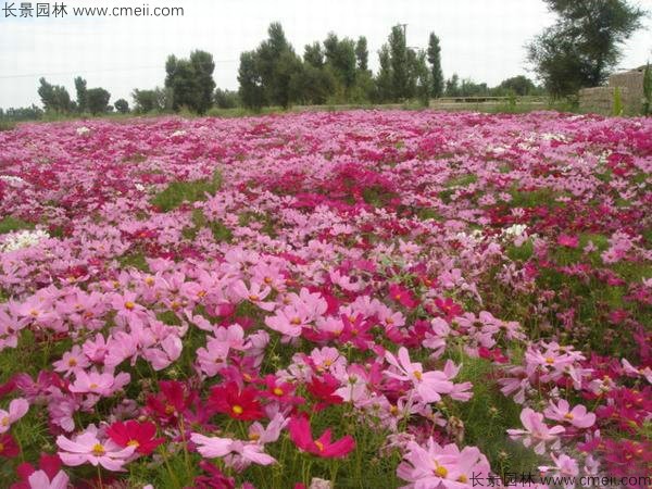 格?；ǚN子發(fā)芽出苗開(kāi)花圖片