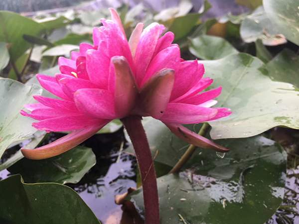 好品種類碗蓮花紅色并蒂蓮