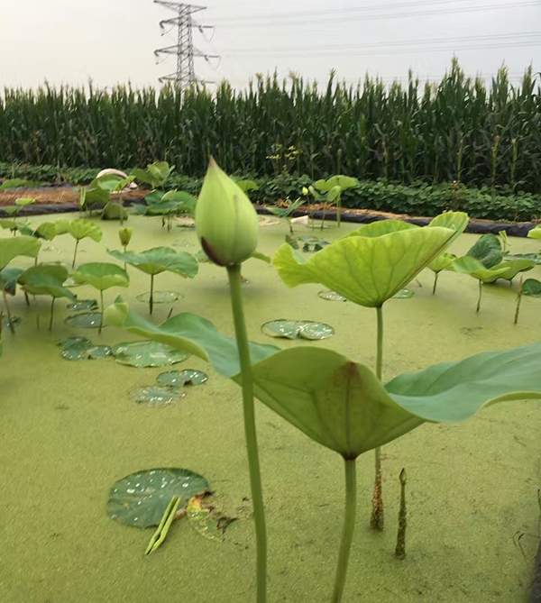 荷花種植基地實拍優(yōu)質(zhì)品種類