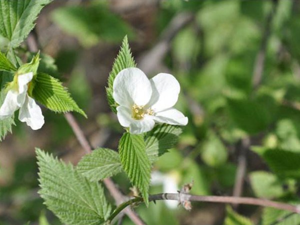 白花棣棠圖片