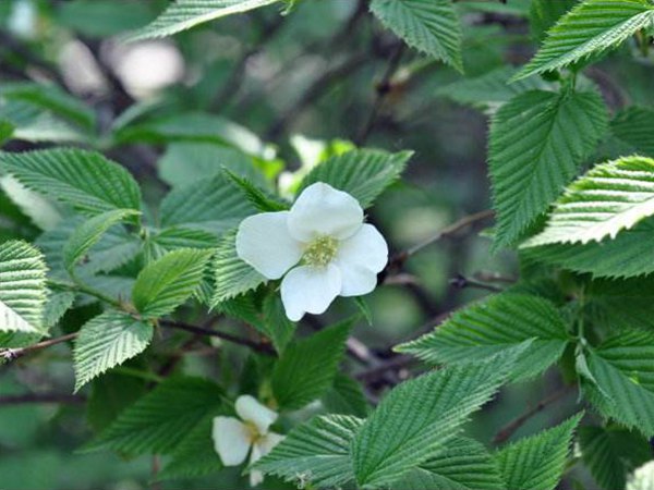 白花棣棠圖片