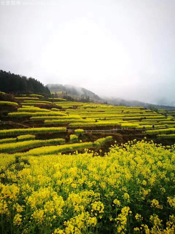 黃色花海油菜花田景觀鄉(xiāng)村旅游