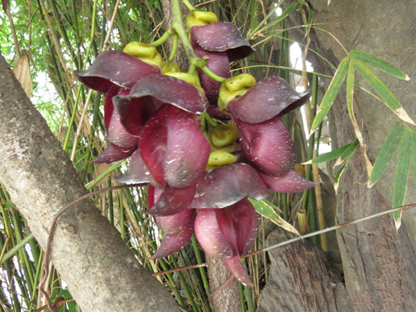 紅花紫藤樹(shù)苗開(kāi)花紅色