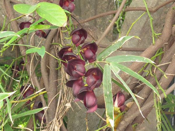 紅花紫藤樹(shù)苗開(kāi)花紅色