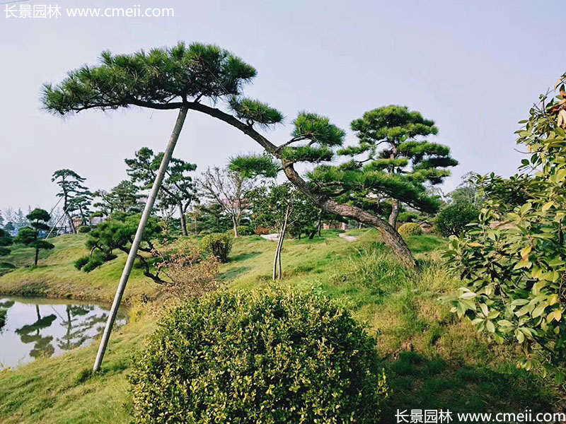 景觀樹(shù)造型黑松大型地景