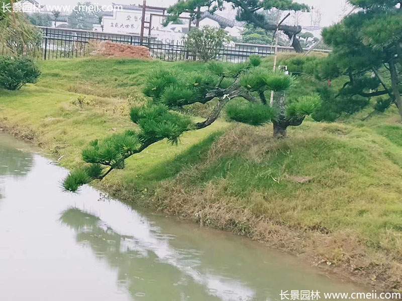 景觀樹(shù)造型黑松大型地景