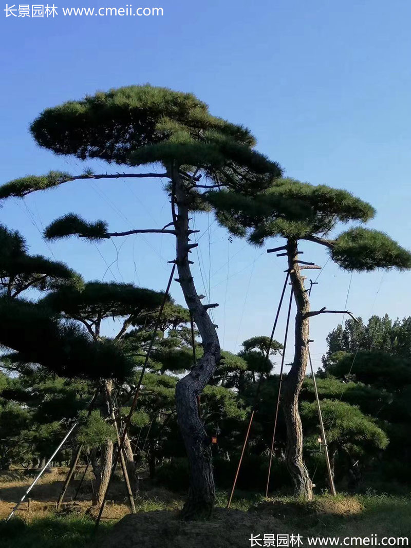 景觀樹(shù)造型黑松大型地景