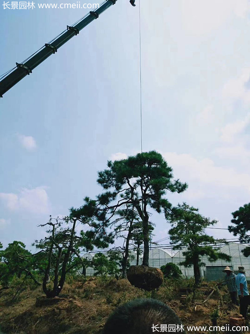 景觀樹(shù)造型黑松大型地景