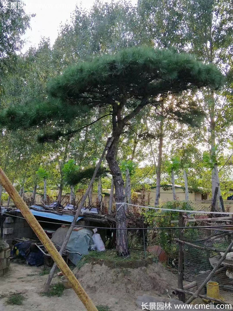 景觀樹(shù)造型黑松大型地景