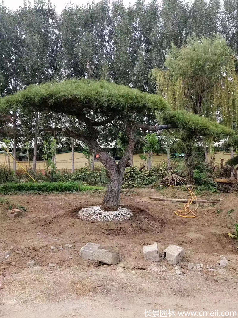 景觀樹(shù)造型黑松大型地景