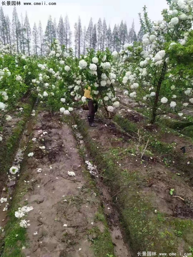 中華木繡球基地實拍圖片