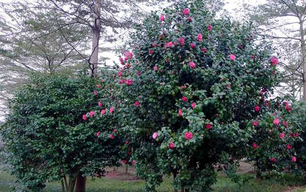 茶花樹