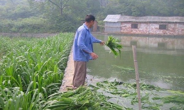 養(yǎng)魚牧草喂魚青草