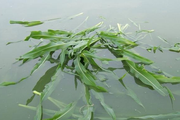 養(yǎng)魚牧草喂魚青草