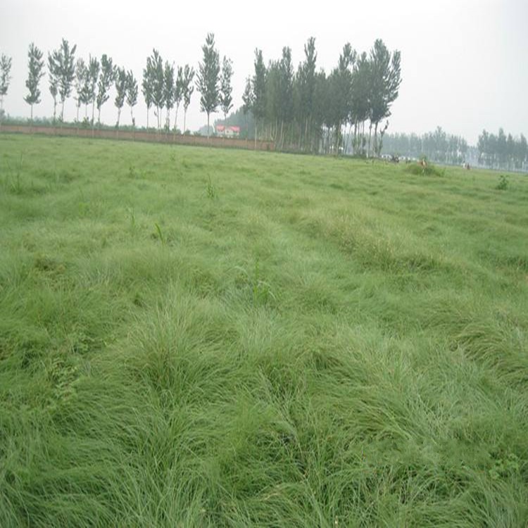 野牛草植株