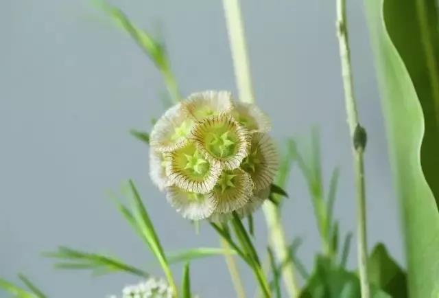 輪峰菊的形態(tài)特征、生長習(xí)性及種植方法