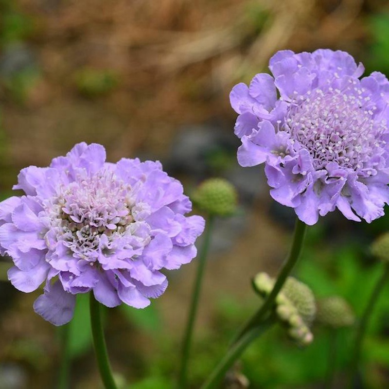 輪峰菊的形態(tài)特征、生長習(xí)性及種植方法