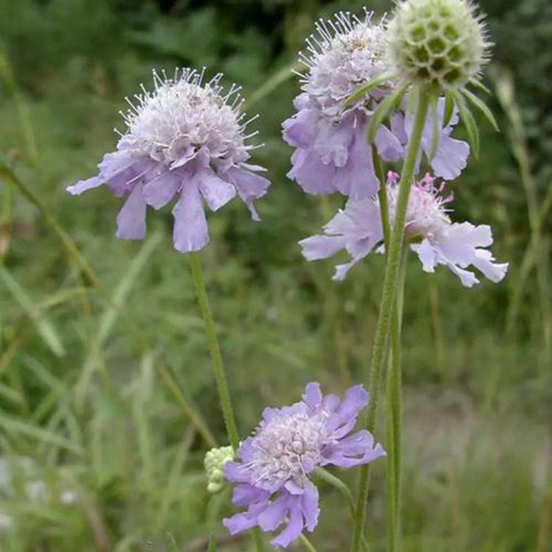 輪峰菊的形態(tài)特征、生長習(xí)性及種植方法